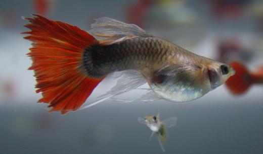 紅尾禮服孔雀魚怎么養?紅尾禮服孔雀魚飼養環境