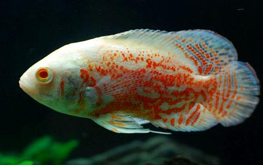 厚子魚的簡(jiǎn)介-厚子魚的生長(zhǎng)習(xí)性