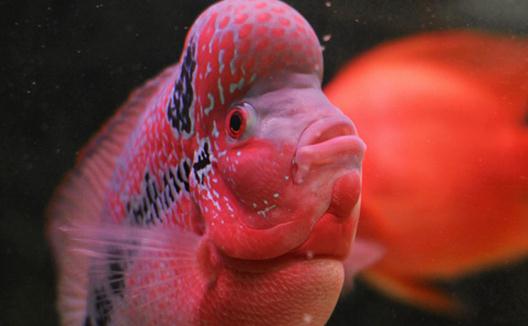 花角羅漢魚怎么養？花角羅漢魚的壽命