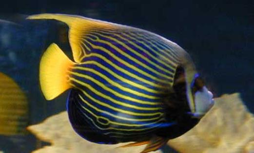 皇后燈的簡介-皇后燈的壽命