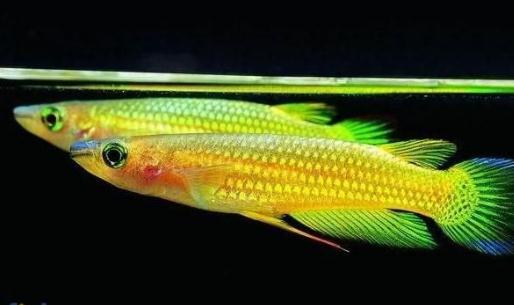 黃金鳉怎么養?黃金鳉的壽命