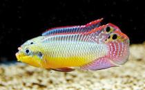 翡翠鳳凰短鯛的簡介-翡翠鳳凰短鯛怎么養？