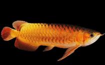 黑龍怎么養？黑龍的飼養環境