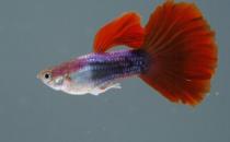 紅松石魚的簡(jiǎn)介-紅松石魚如何疾病檢查？