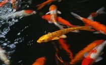 魚池飼養錦鯉要點-花紋皮光鯉的壽命