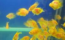 黃金燈魚的簡介-飼養黃金燈魚的環境