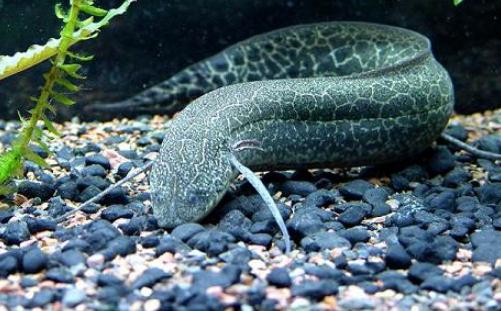 澳洲肺魚怎么養(yǎng)?澳洲肺魚的繁殖方法