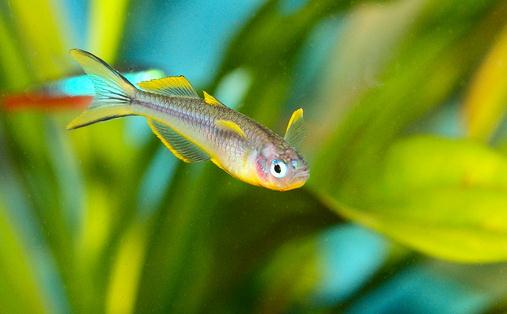 霓虹燈魚怎么養?霓虹燈的飼養方法