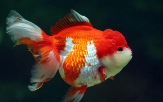 獅子頭金魚是什么？獅子頭金魚如何挑選？