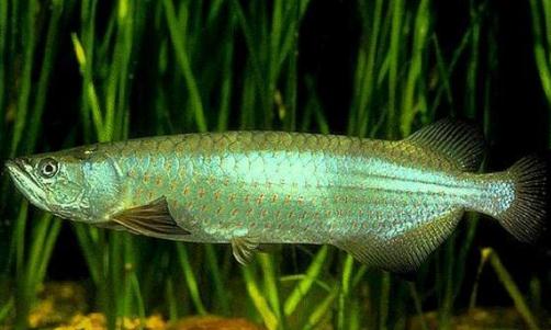 星點龍魚的簡介-星點龍魚如何繁殖？