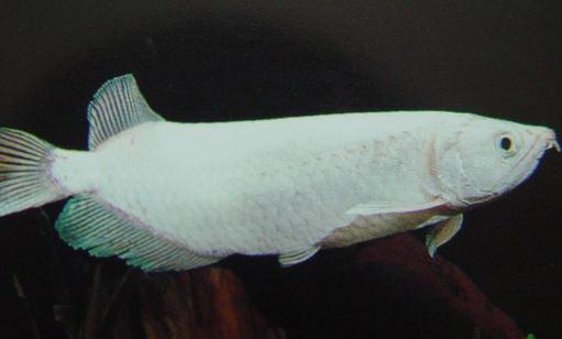 星點龍魚吃什么？星點龍魚怎么養？