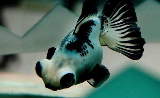 熊貓蝶尾金魚怎么養？熊貓蝶尾金魚的特征