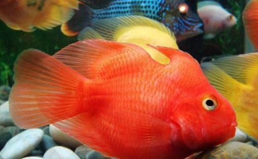 血鸚鵡魚怎么養(yǎng)？血鸚鵡魚的養(yǎng)殖環(huán)境