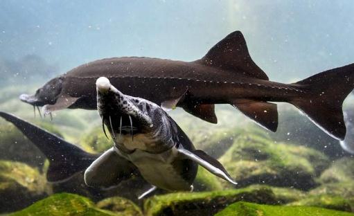 鱘龍魚怎么養?鱘龍魚養殖環境