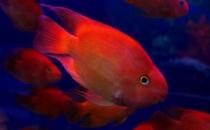 血紅鸚鵡怎么養？血紅鸚鵡的常見病