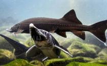 鱘龍魚怎么養(yǎng)？鱘龍魚養(yǎng)殖環(huán)境