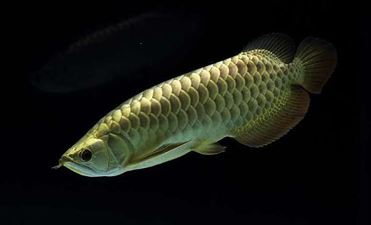 背金龍魚怎么養(yǎng)？背金龍魚的飼養(yǎng)環(huán)境