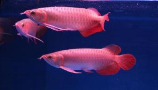 帝王辣椒紅龍魚怎么養(yǎng)?帝王辣椒紅龍魚如何挑選?