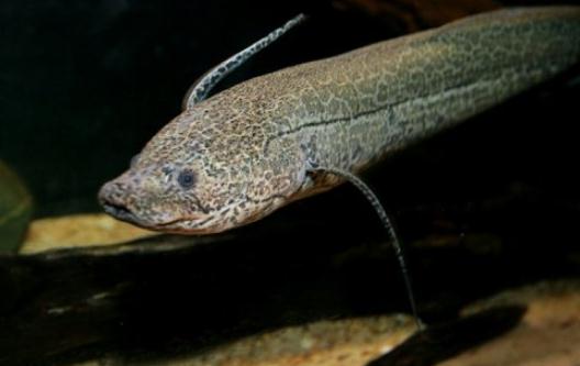 非洲肺魚的簡介-非洲肺魚的特征