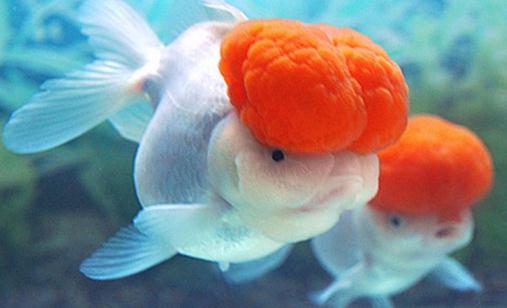 鶴頂紅金魚怎么養?鶴頂紅金魚的品種