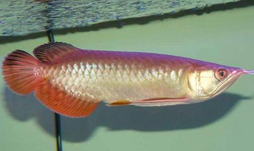 紅尾金龍魚怎么養？紅尾金龍魚的價格