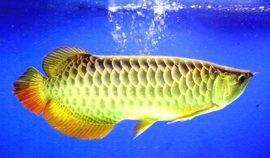 紅尾金龍魚的簡介-紅尾金龍魚的特征