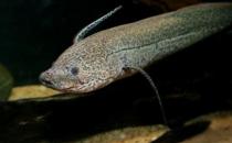 非洲肺魚(yú)的簡(jiǎn)介-非洲肺魚(yú)的特征