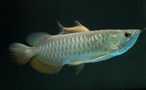 高背金龍魚怎么養(yǎng)？高背金龍魚的特點