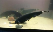 黑魔鬼怎么養？黑魔鬼如何繁殖？