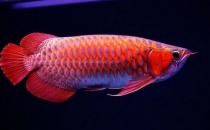 紅辣椒龍魚的簡介-紅辣椒龍魚的特征