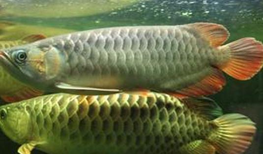 尖嘴青龍魚的生存環境-尖嘴青龍魚的是什么?