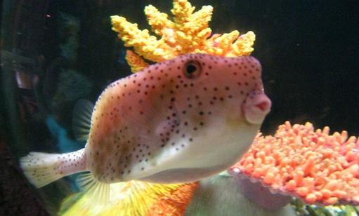 木瓜魚怎么養(yǎng)？木瓜魚的飼養(yǎng)環(huán)境