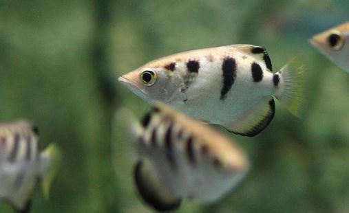 射水魚怎么養？射水魚的品種