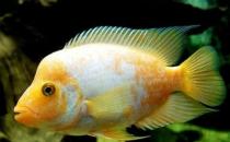 火鶴魚的簡介-火鶴魚的養殖環境