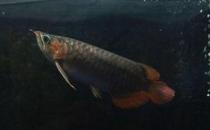 尖嘴青龍魚的品相標(biāo)準(zhǔn)-尖嘴青龍魚怎么養(yǎng)？