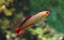 雷達(dá)魚的簡(jiǎn)介-雷達(dá)魚的體型特征