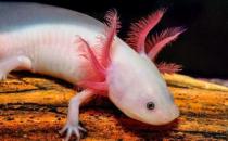 六角恐龍魚吃什么？六角恐龍魚怎么養(yǎng)？