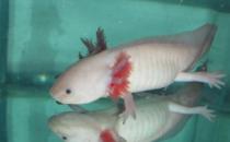 六角龍魚吃什么？六角龍魚怎么養(yǎng)？