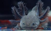 六角龍魚的魚缸怎么布置？六角龍魚的簡(jiǎn)介