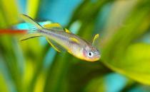 霓虹燕子怎么養？霓虹燕子的體型特征