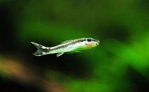 小精靈魚怎么養？小精靈魚的飼養方式