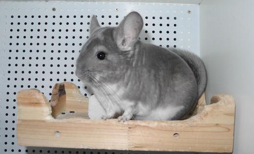 標準灰龍貓怎么養？養標準灰龍貓的方法