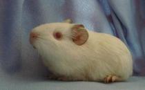 白色鳳冠天竺鼠的簡介-白色鳳冠天竺鼠價格