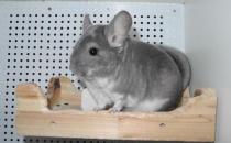 標準灰龍貓怎么養？養標準灰龍貓的方法