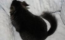 純黑龍貓怎么養？純黑龍貓的常見疾病