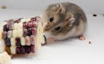 黑線倉鼠的簡介-黑線倉鼠的生活習性