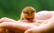 花枝鼠怎么養(yǎng)？怎么給花枝鼠洗澡？