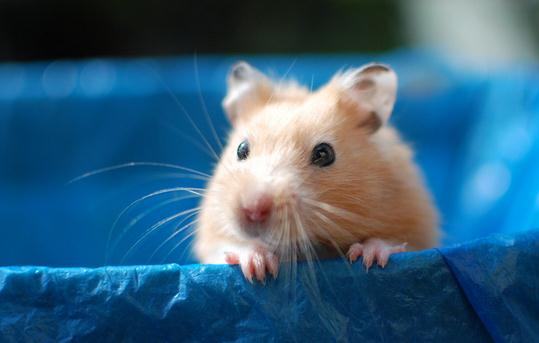 金絲熊怎么養?金絲熊的飼養要點
