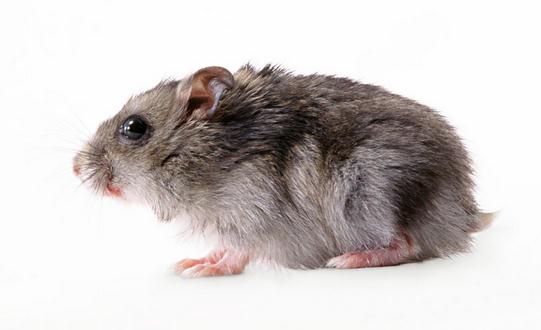 三線倉鼠怎么養?三線倉鼠孕期護理