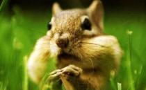 栗鼠如何生長繁殖？栗鼠怎么養？